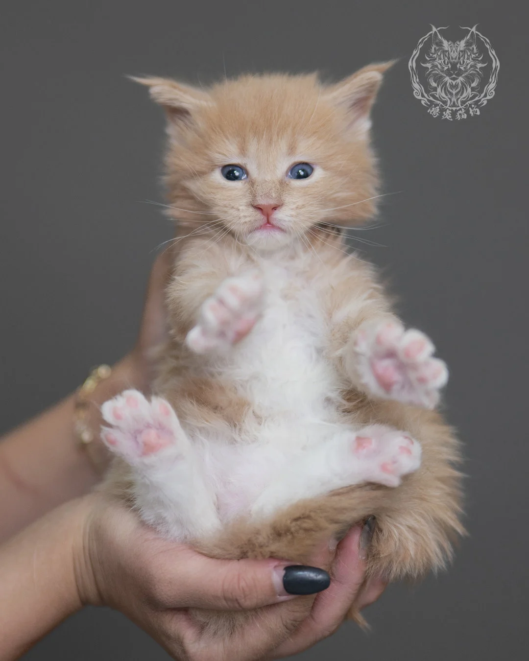 奶油虎斑緬因貓 Cream Tabby Maine Coon 4weeks Cattery Taichung 11