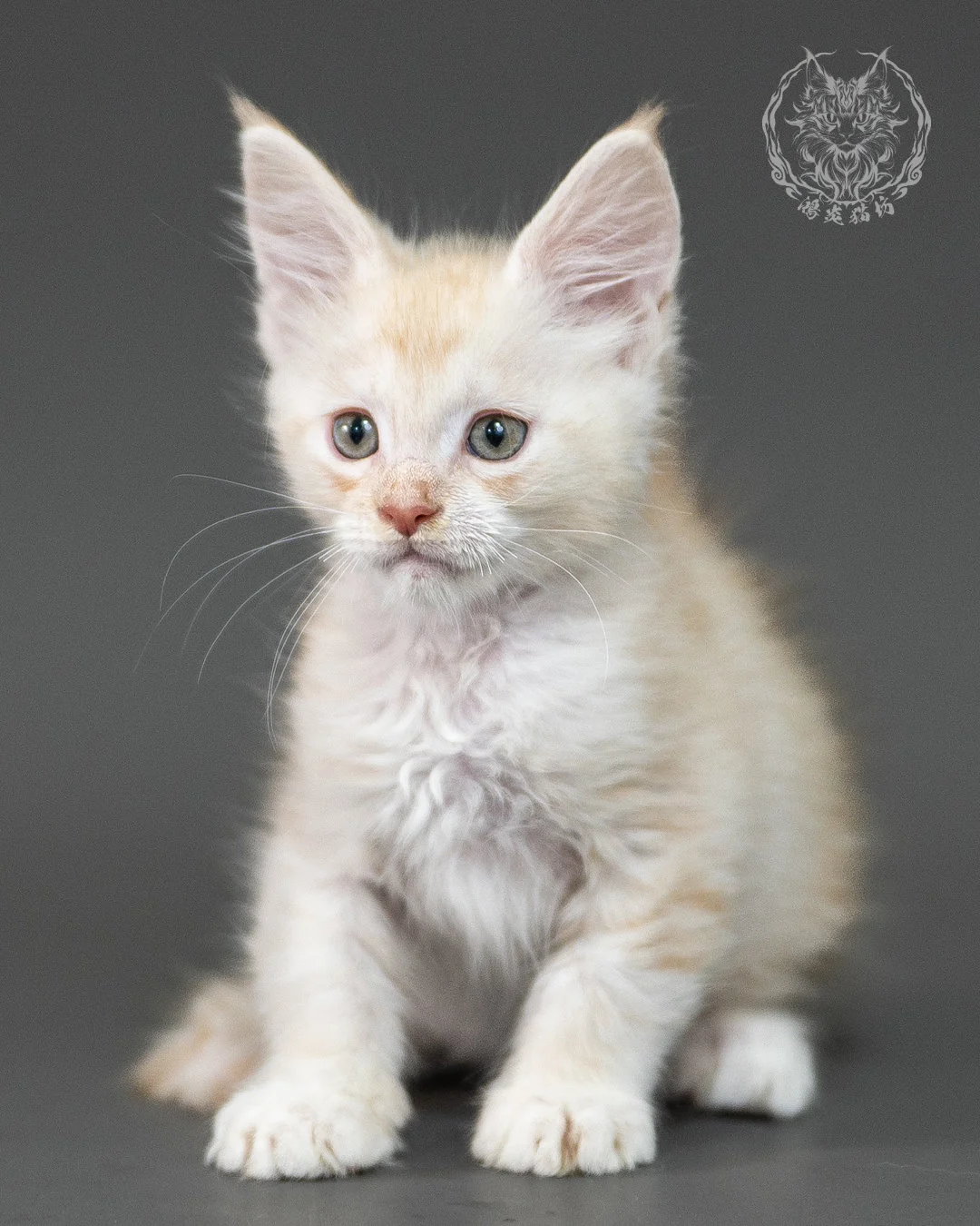 紅銀虎斑緬因貓 Red Silver Tabby Maine Coon 2months Closeup 2