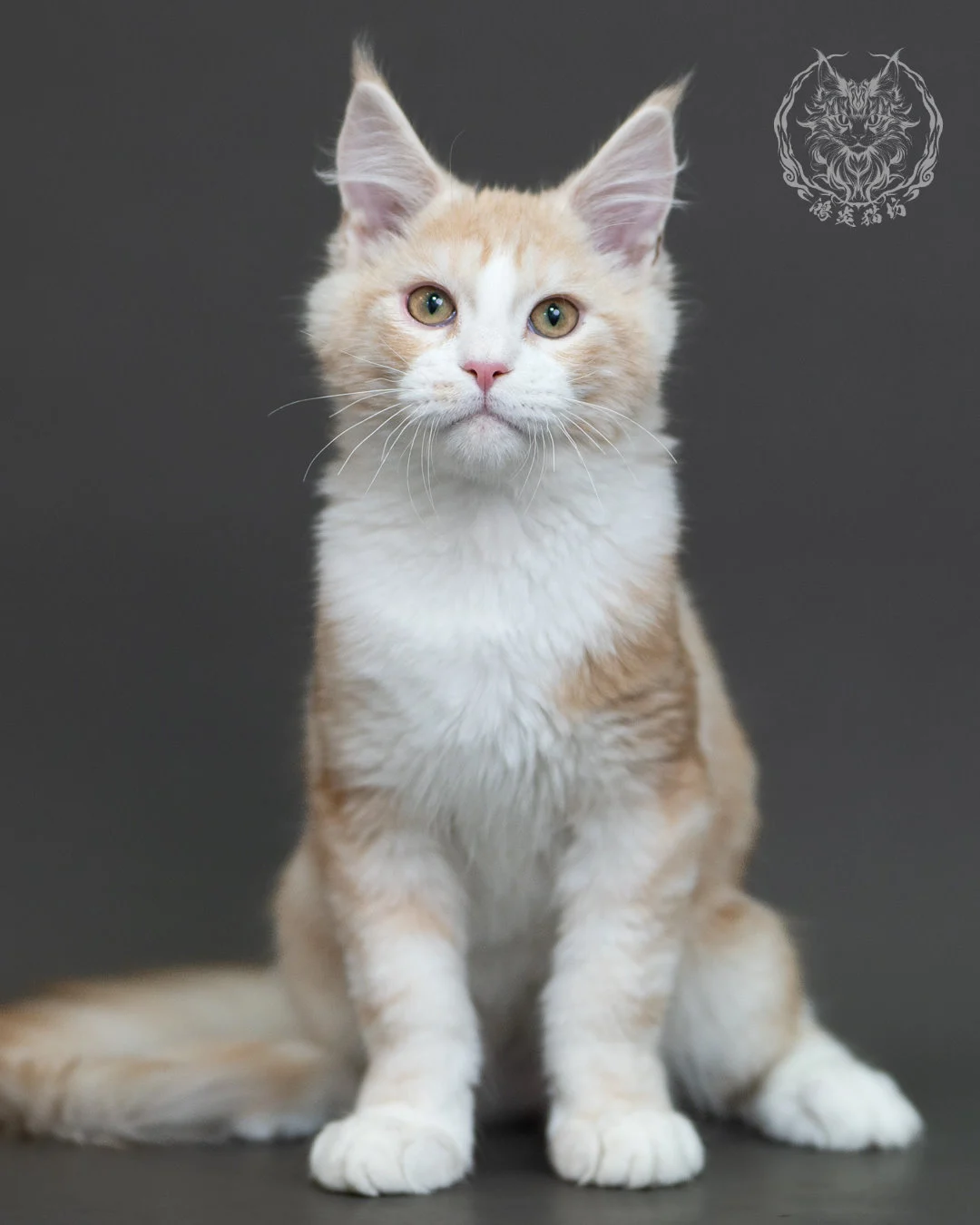 紅銀虎斑緬因貓 Red Silver Tabby Maine Coon 4halfmonths Cattery Taichung 6