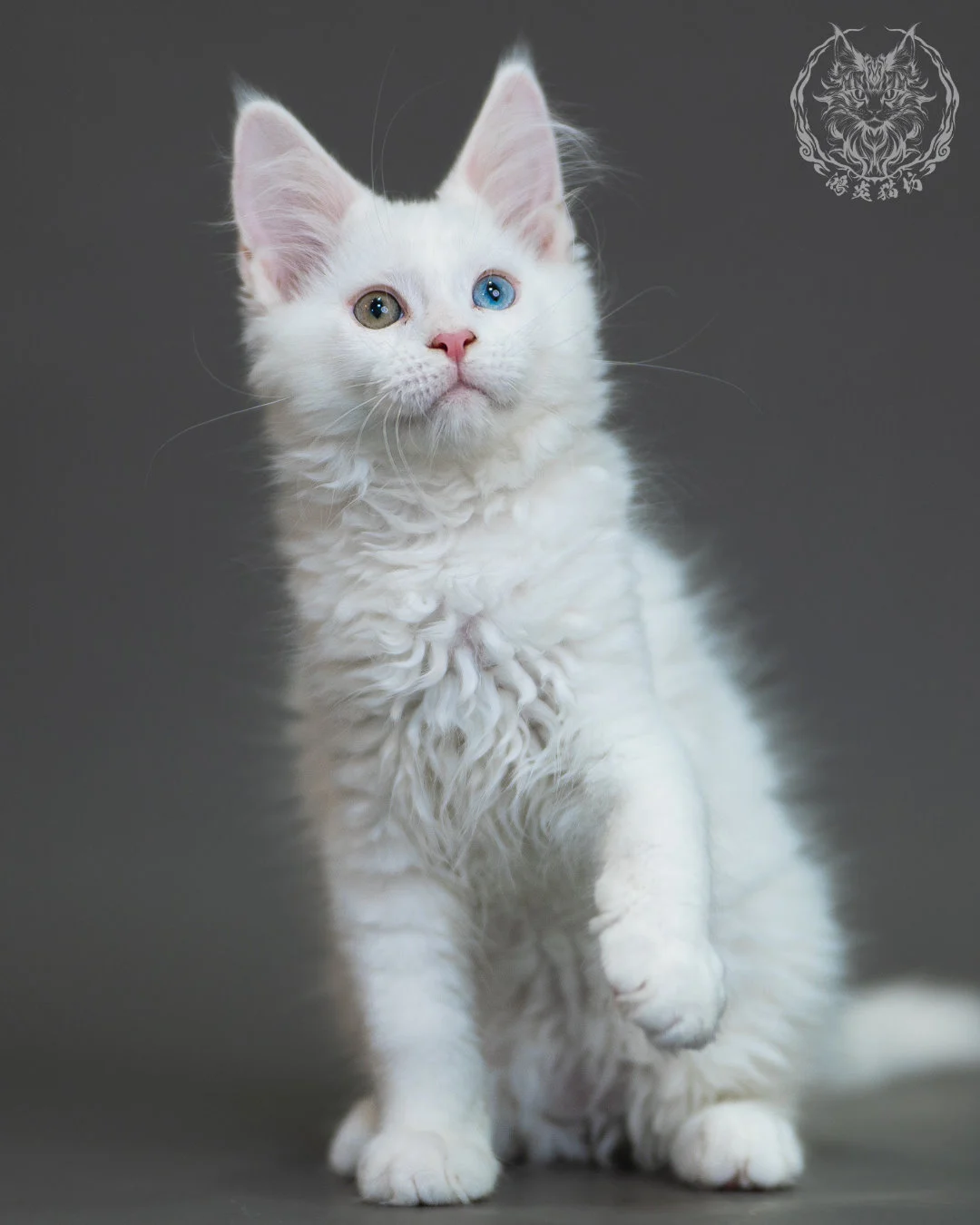 異瞳白色 Odd Eye White Maine Coon 3months 13