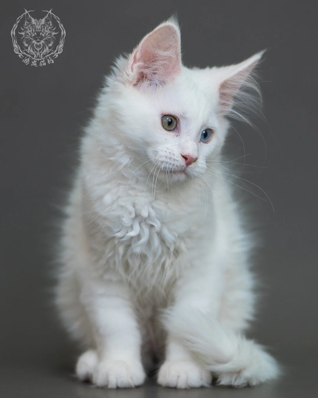 異瞳白色 Odd Eye White Maine Coon 3months 6
