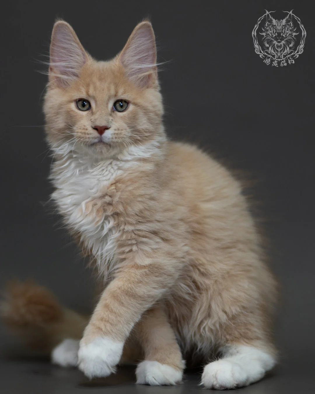 奶油虎斑 Cream Tabby Maine Coon 3months 6
