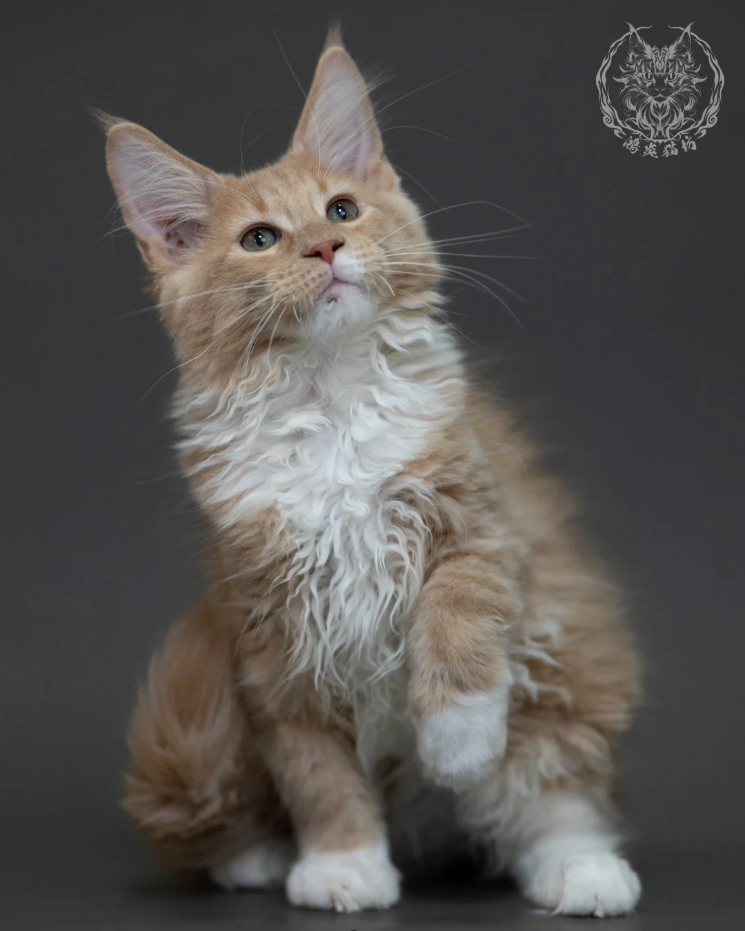奶油虎斑 Cream Tabby Maine Coon 3months 3