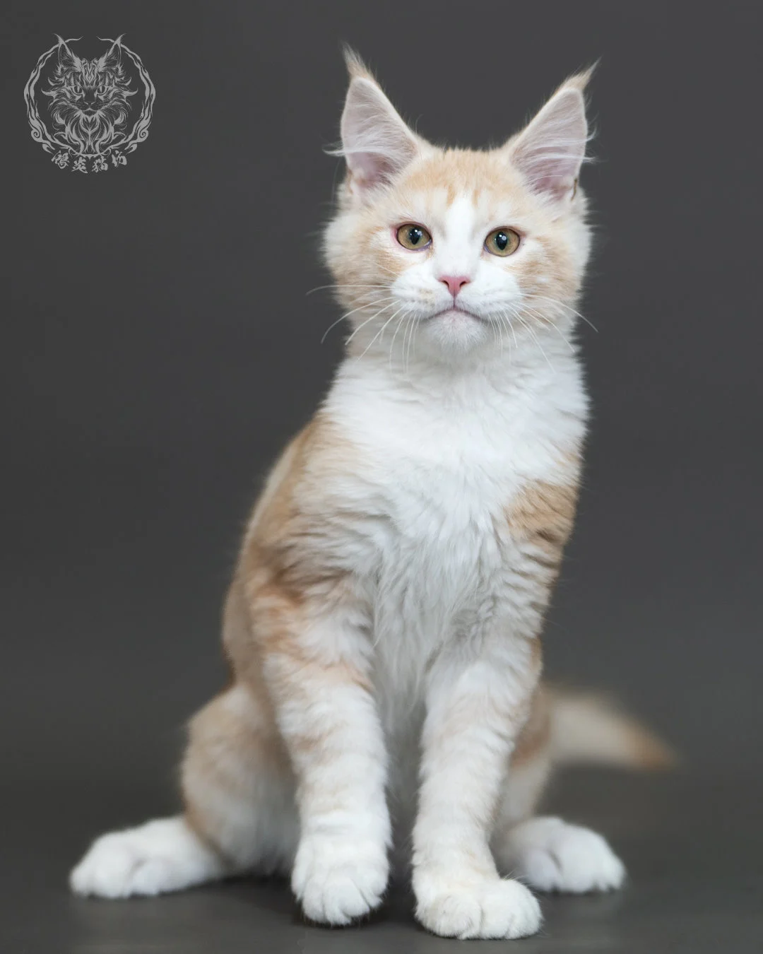 紅銀虎斑緬因貓 Red Silver Tabby Maine Coon 4halfmonths Cattery Taichung 15