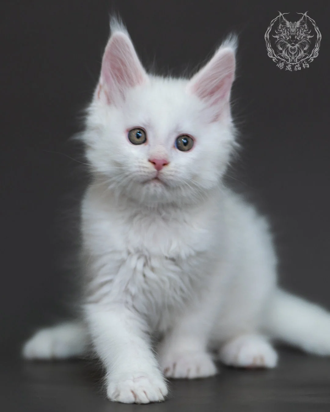 白色緬因貓2個月紀錄 White Maine Coon 2months 9