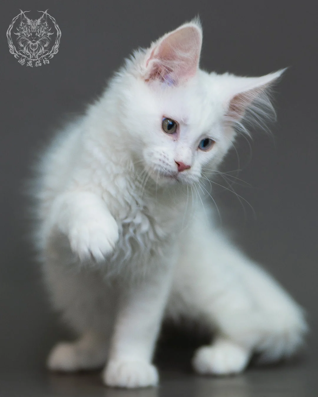異瞳白色 Odd Eye White Maine Coon 3months 16