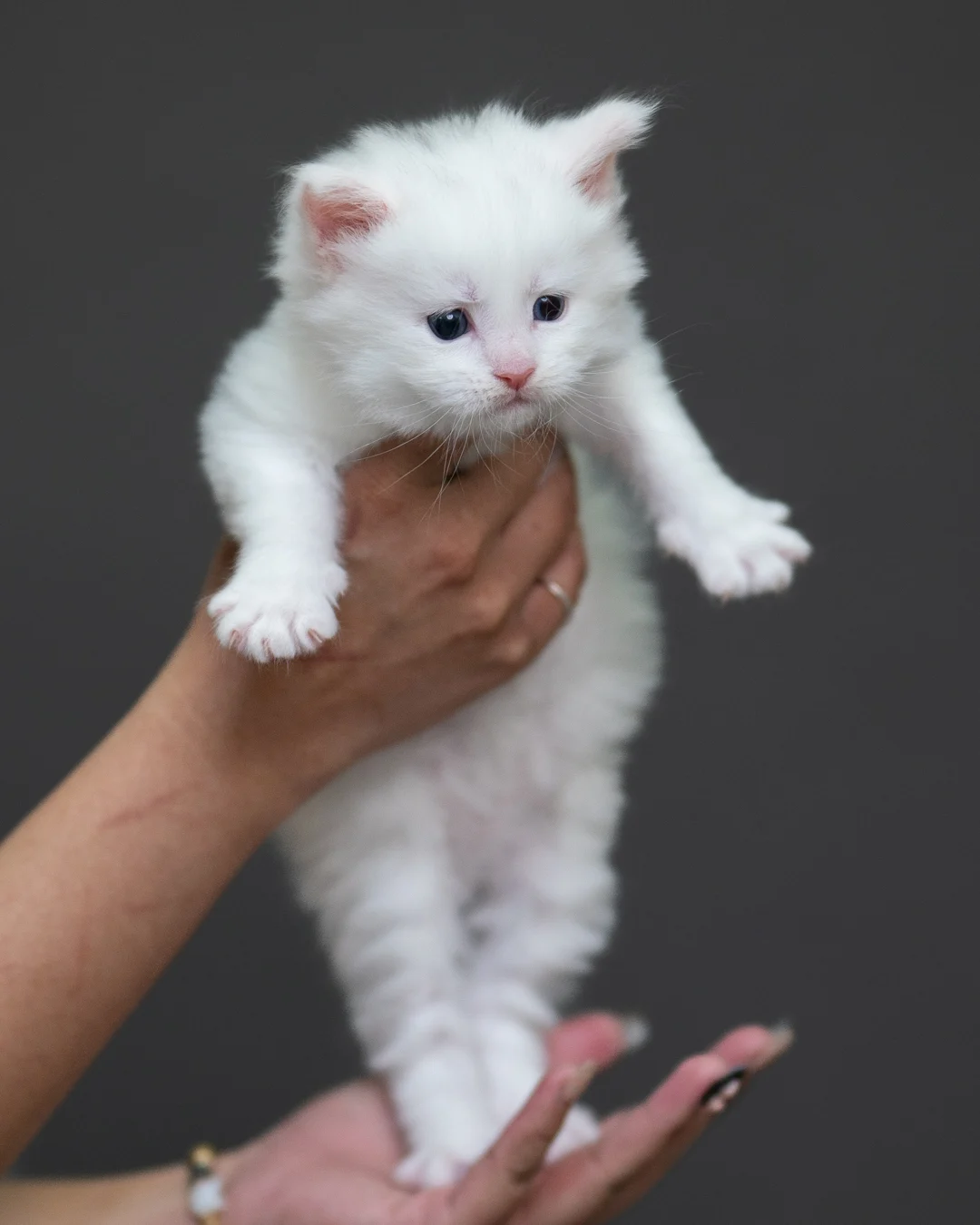 白色緬因貓 White Maine Coon 4weeks Cattery Taichung 9