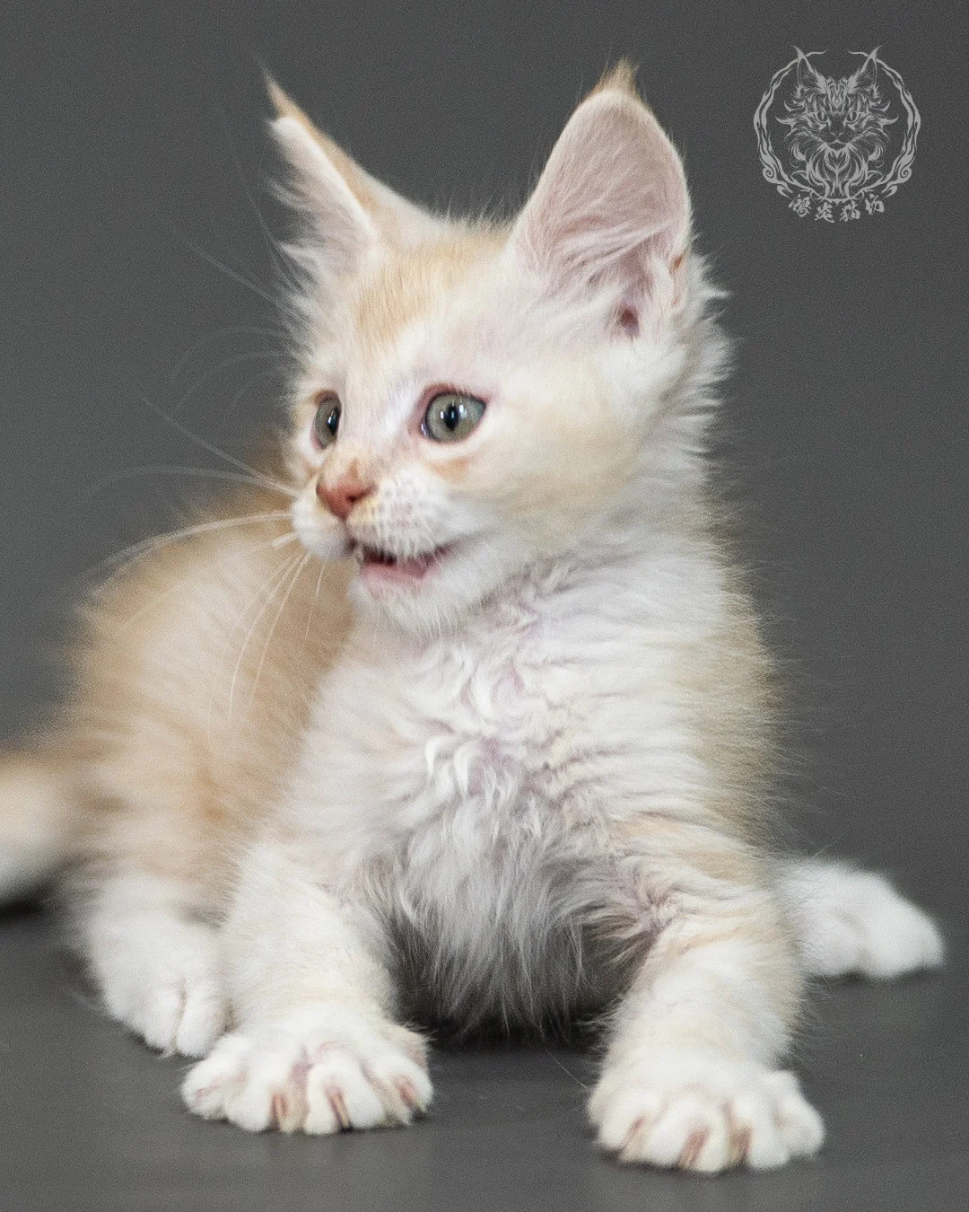 紅銀虎斑緬因貓 Red Silver Tabby Maine Coon 2months Closeup 17