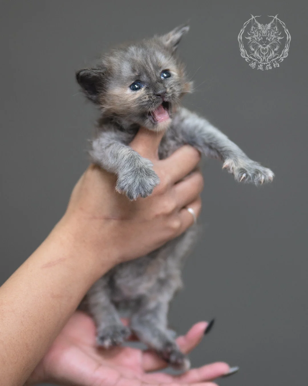 藍乳煙玳帽緬因貓 Blue Cream Smoke Tortie Maine Coon 4weeks Cattery Taichung 1