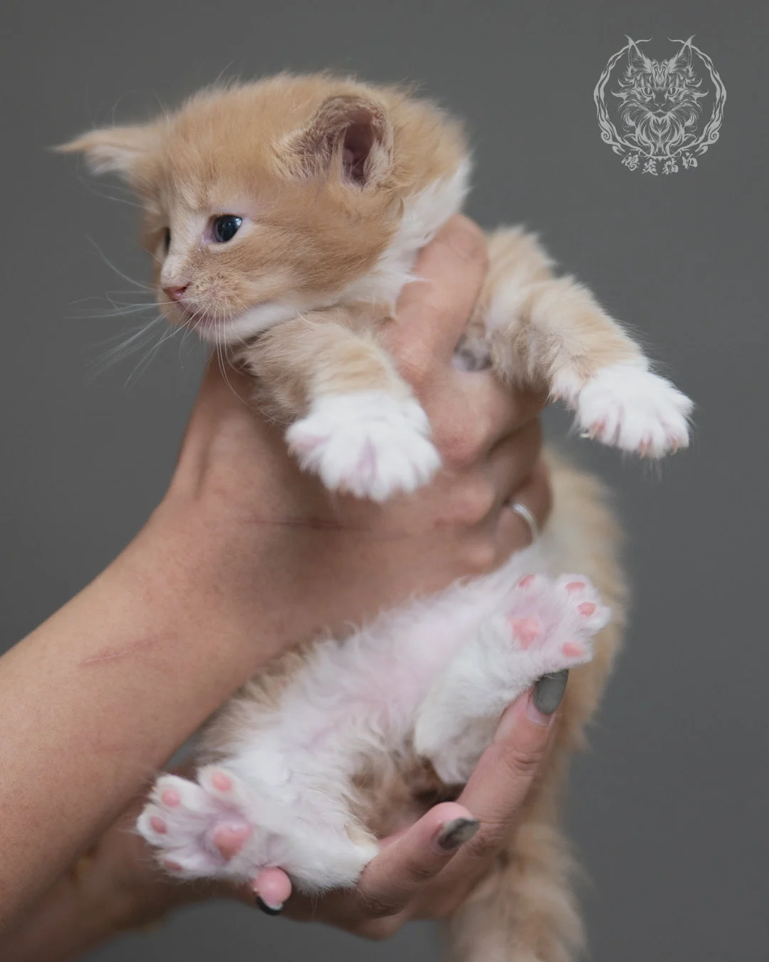 奶油虎斑緬因貓 Cream Tabby Maine Coon 4weeks Cattery Taichung 4