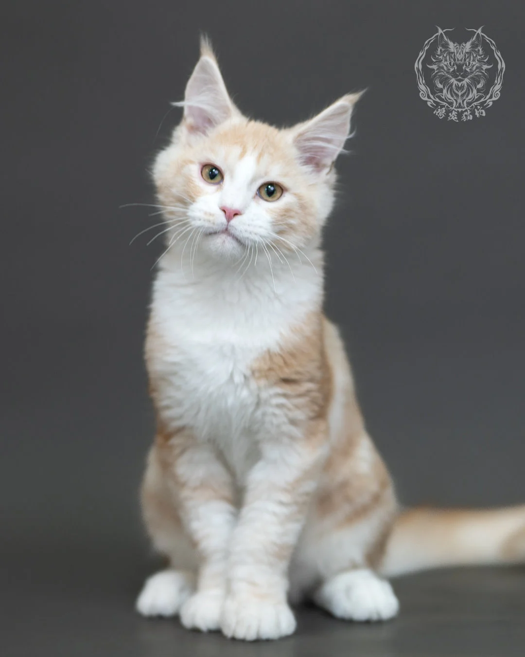 紅銀虎斑緬因貓 Red Silver Tabby Maine Coon 4halfmonths Cattery Taichung 8