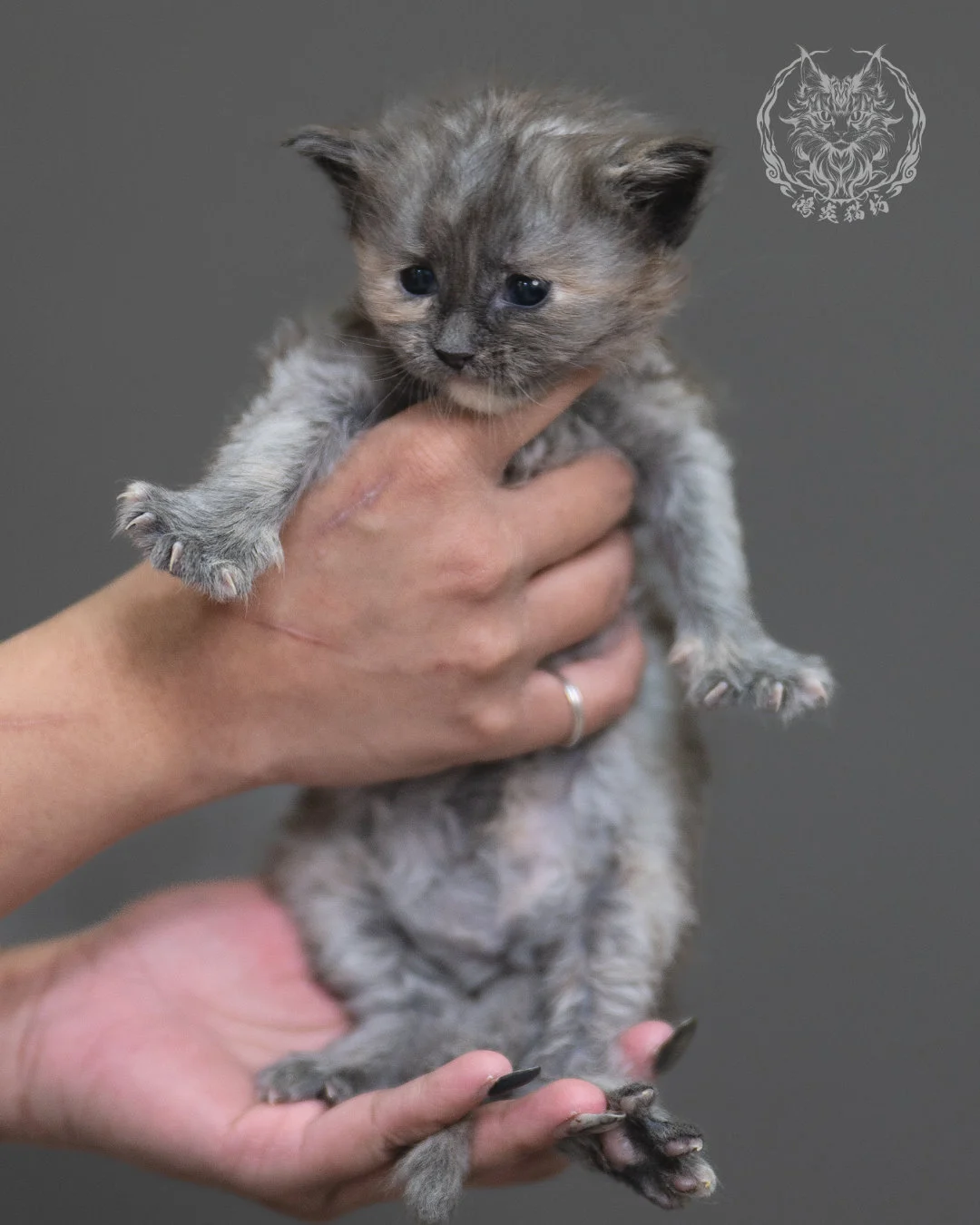 藍乳煙玳帽緬因貓 Blue Cream Smoke Tortie Maine Coon 4weeks Cattery Taichung 9