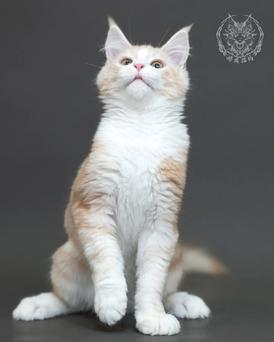 紅銀虎斑緬因貓 Red Silver Tabby Maine Coon 4halfmonths Cattery Taichung 14