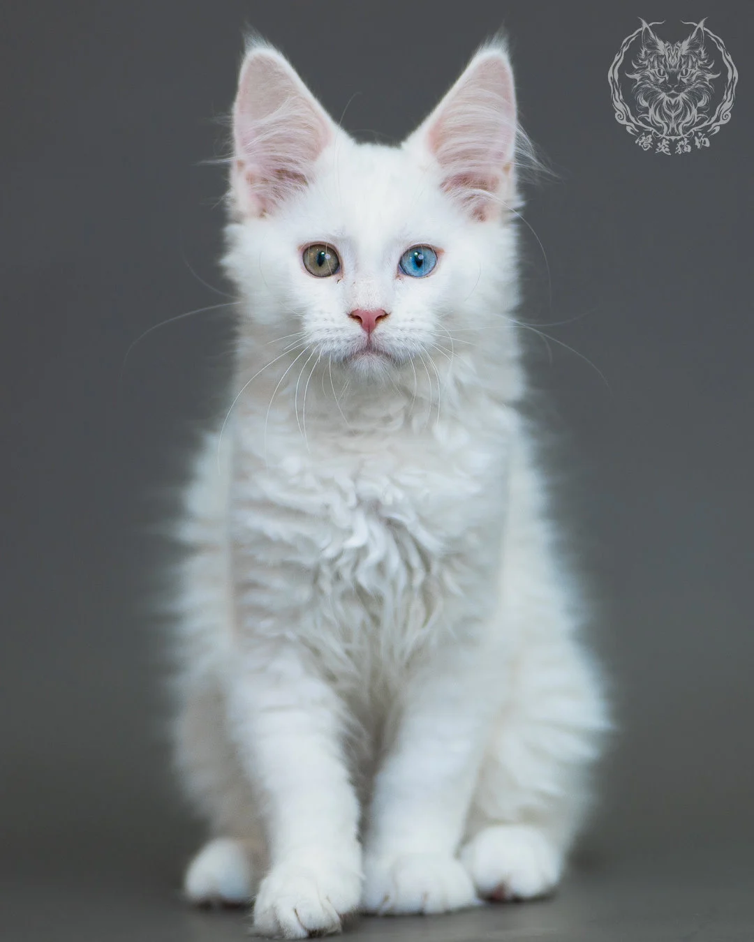 異瞳白色 Odd Eye White Maine Coon 3months 14