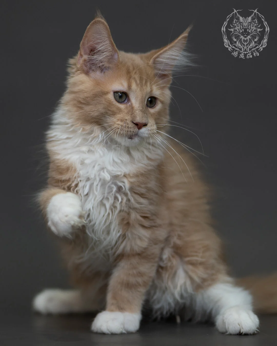 奶油虎斑 Cream Tabby Maine Coon 3months 8
