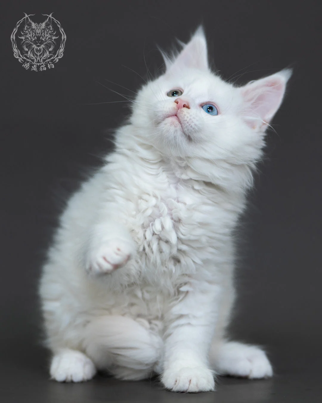 白色異瞳緬因貓 2