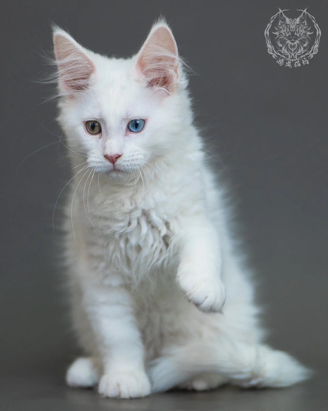 異瞳白色 Odd Eye White Maine Coon 3months 8