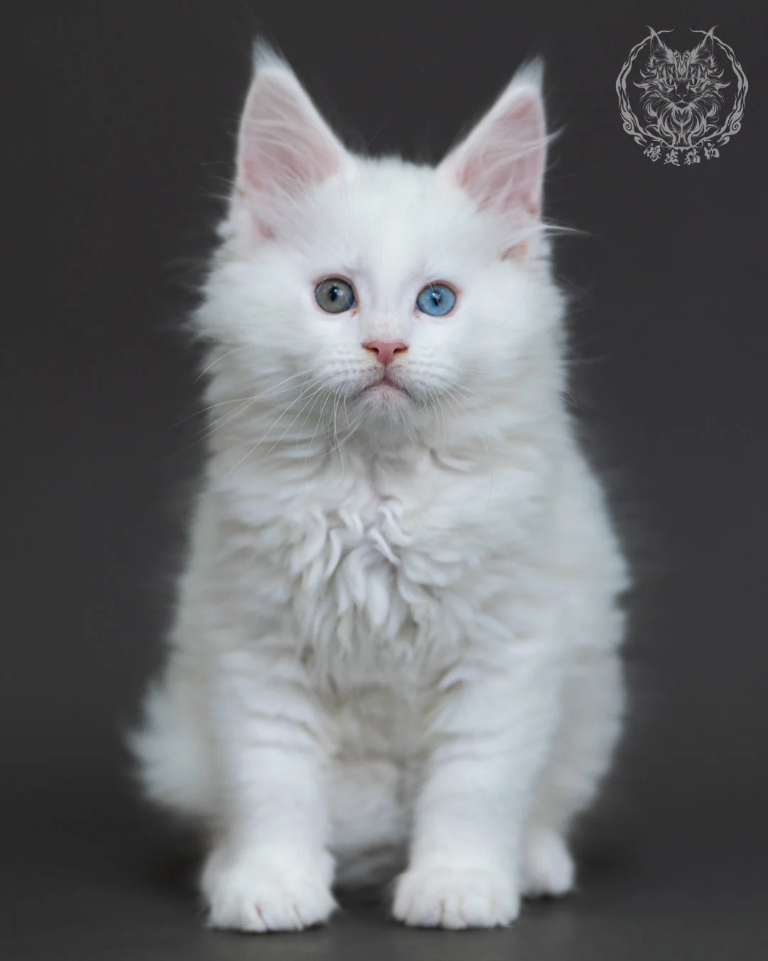 白色異瞳緬因貓 6