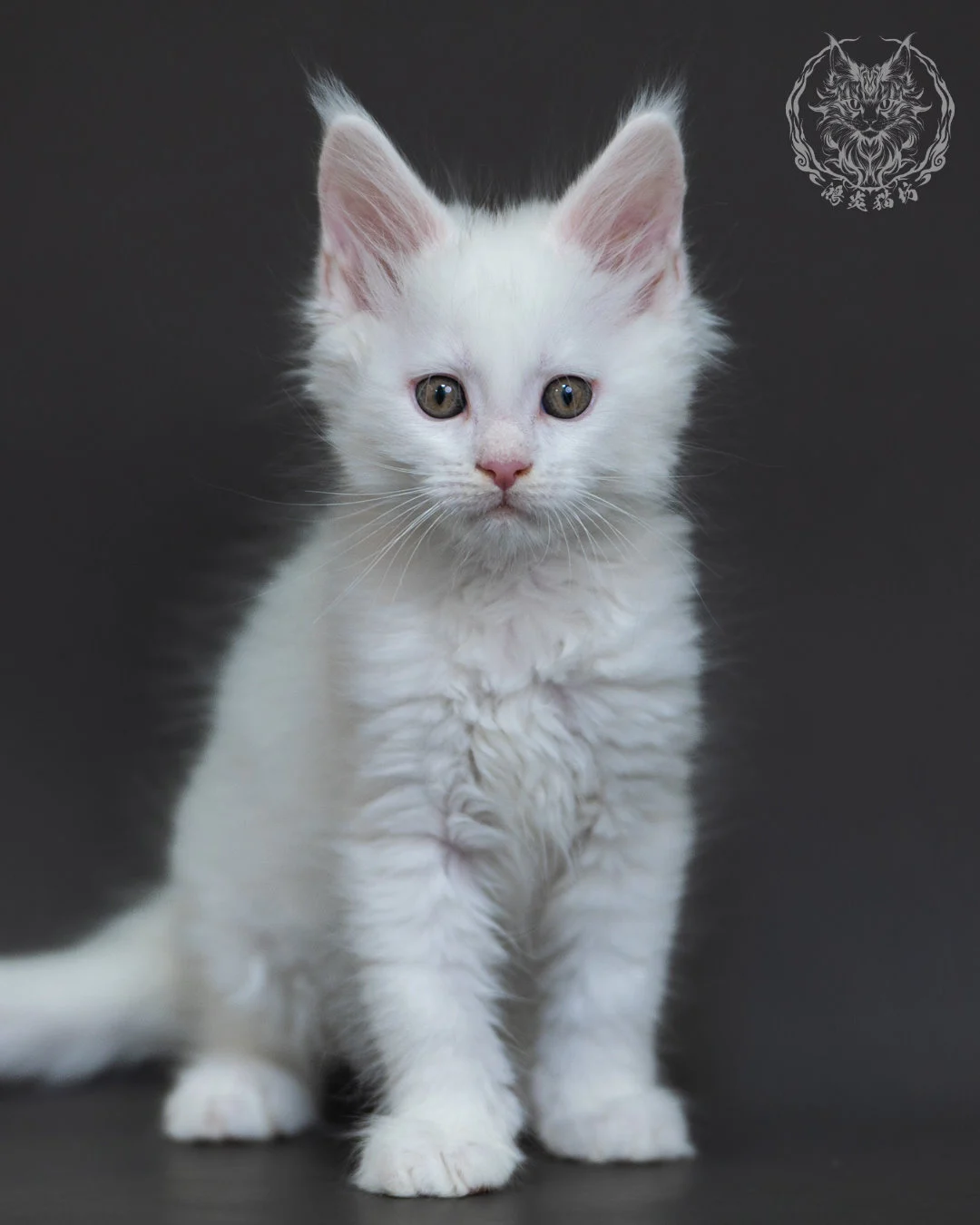 白色緬因貓2個月紀錄 White Maine Coon 2months 1