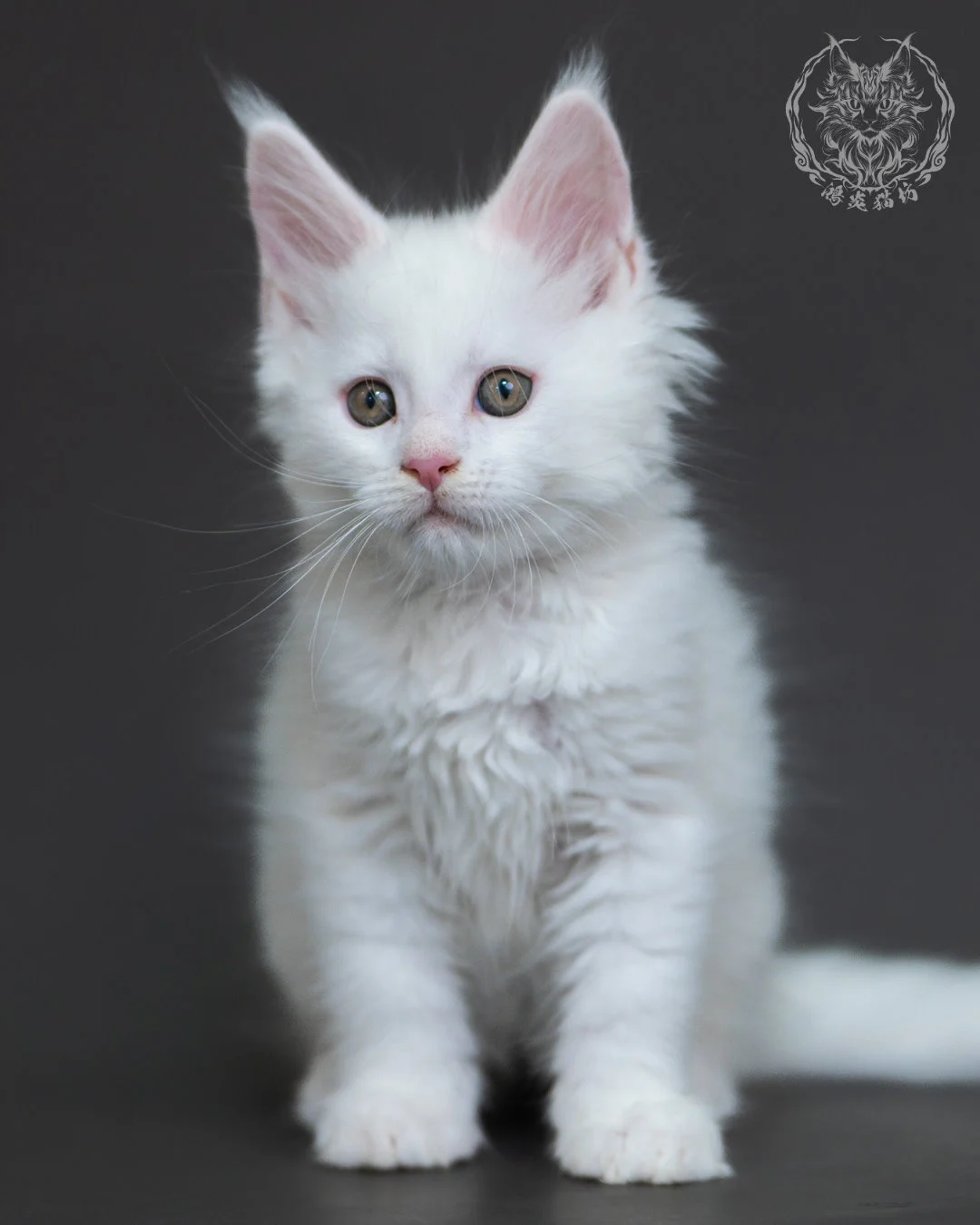 白色緬因貓2個月紀錄 White Maine Coon 2months 4