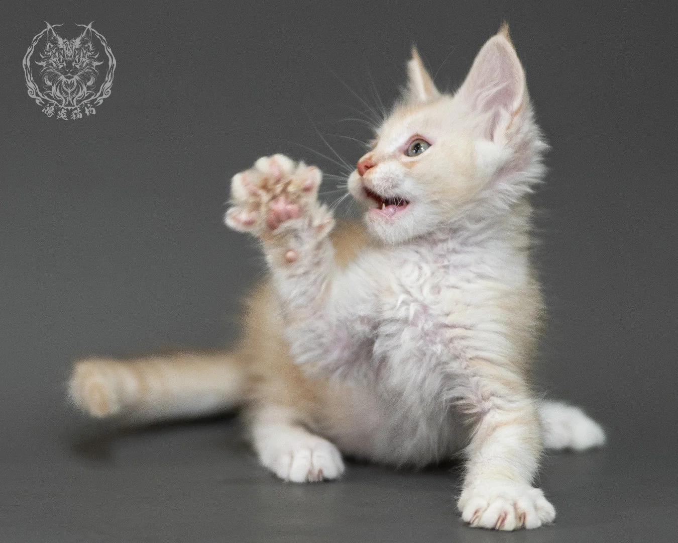 紅銀虎斑緬因貓 Red Silver Tabby Maine Coon 2months Closeup 27