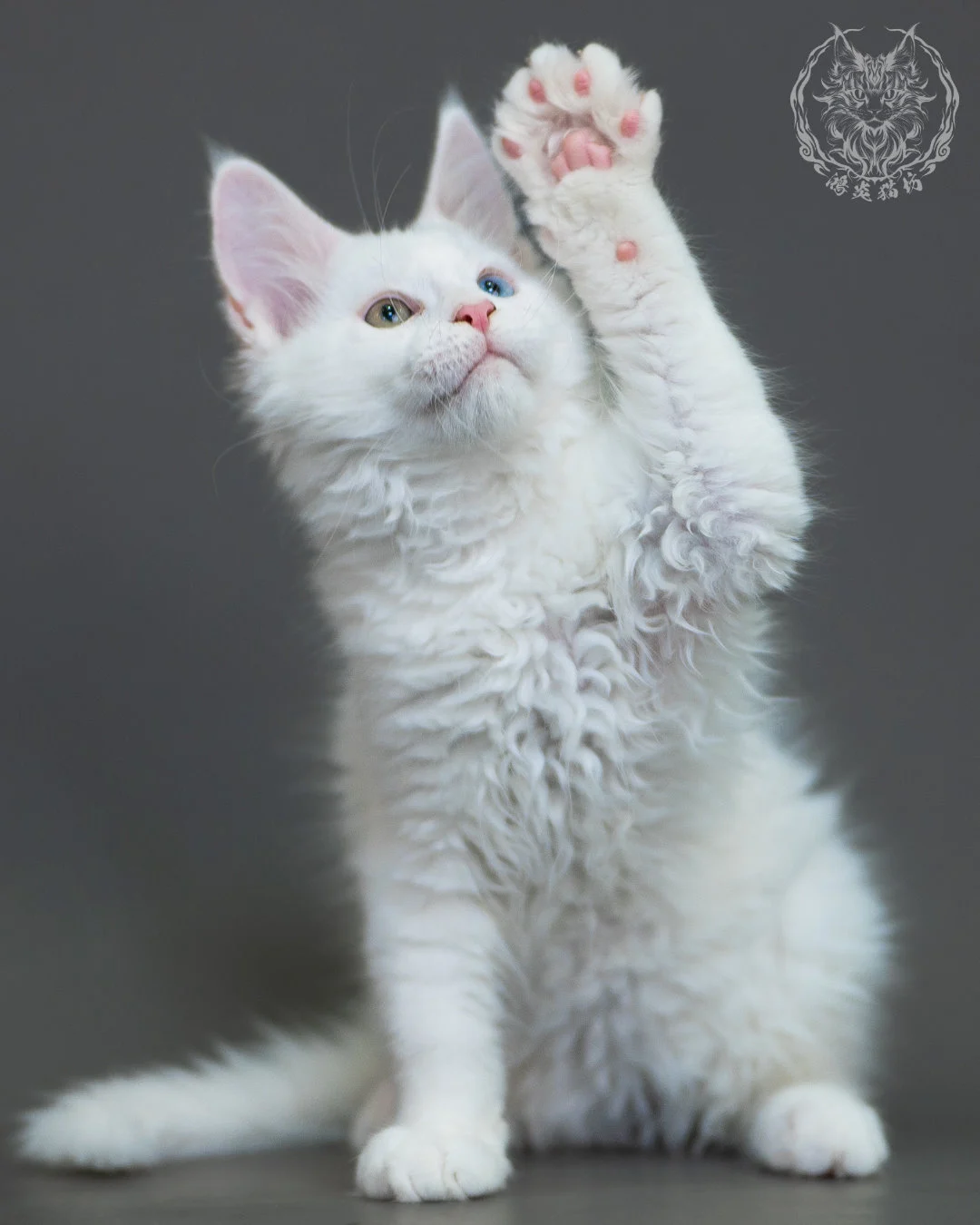 異瞳白色 Odd Eye White Maine Coon 3months 19