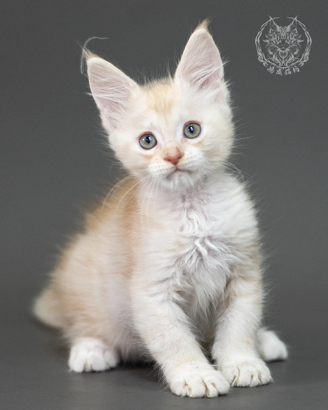 紅銀虎斑緬因貓 Red Silver Tabby Maine Coon 2months Closeup 15
