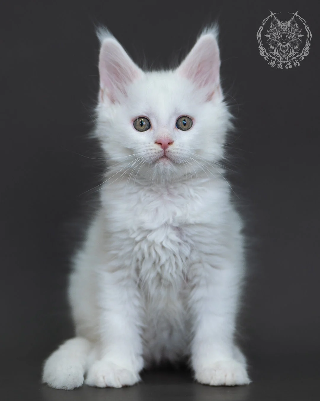 白色緬因貓2個月紀錄 White Maine Coon 2months 2