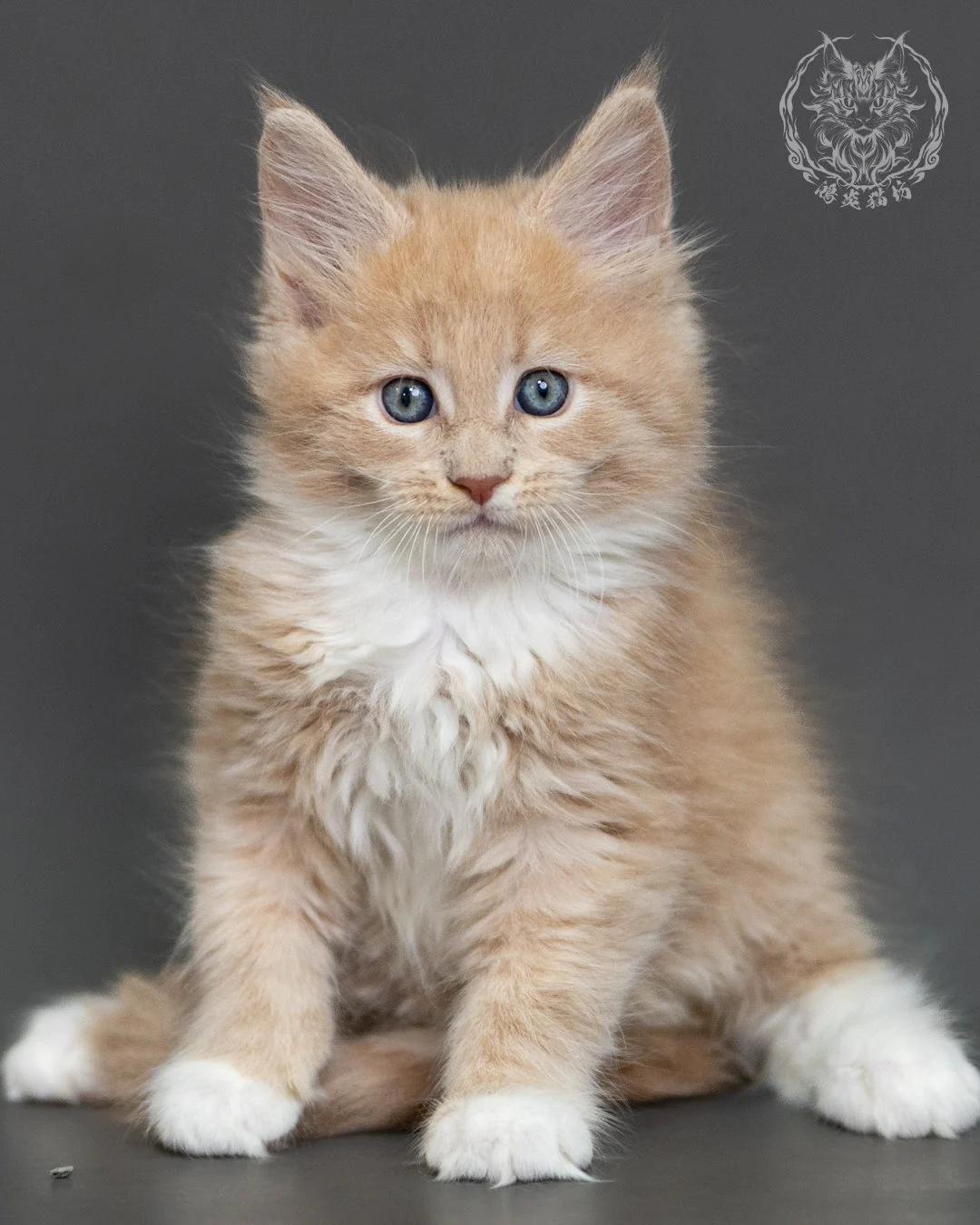 奶油虎斑緬因貓 Cream Tabby Maine Coon 2months Cattery Taichung 11