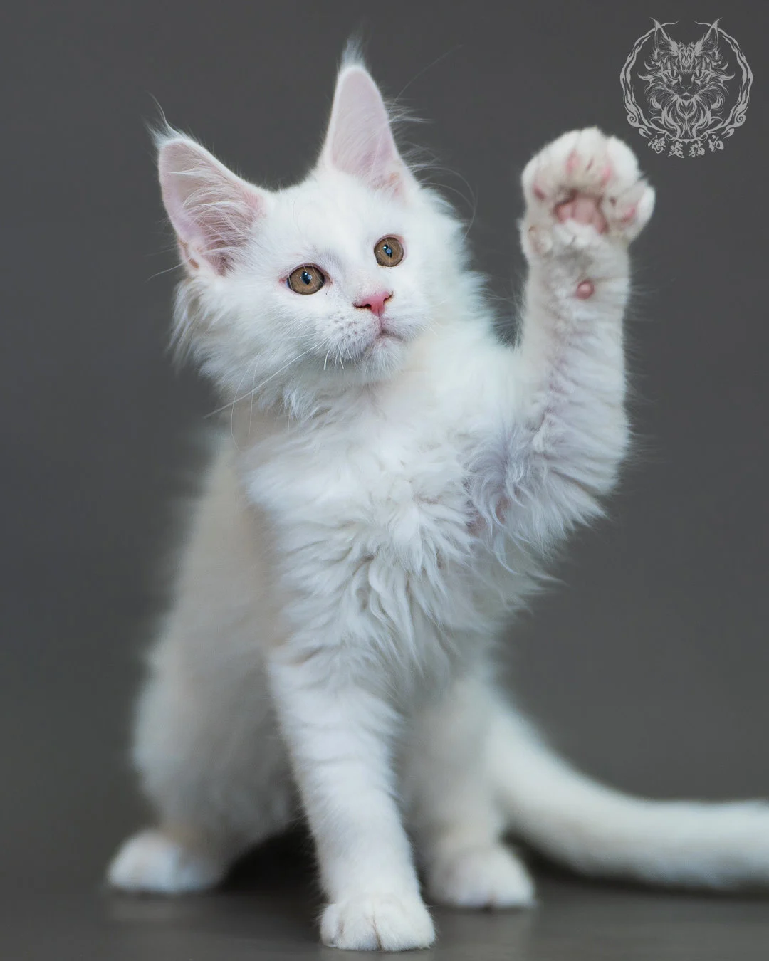 白色 White Maine Coon 3months 8