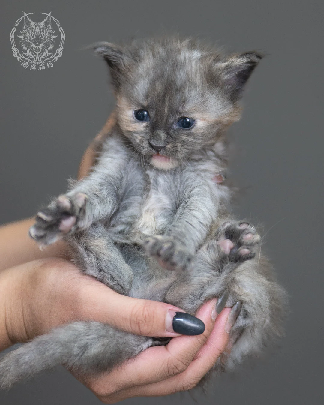 藍乳煙玳帽緬因貓 Blue Cream Smoke Tortie Maine Coon 4weeks Cattery Taichung 13