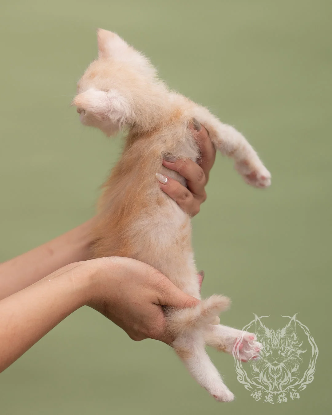 紅銀虎斑緬因貓 Red Silver Tabby Maine Coon 4weeks Closeup 4
