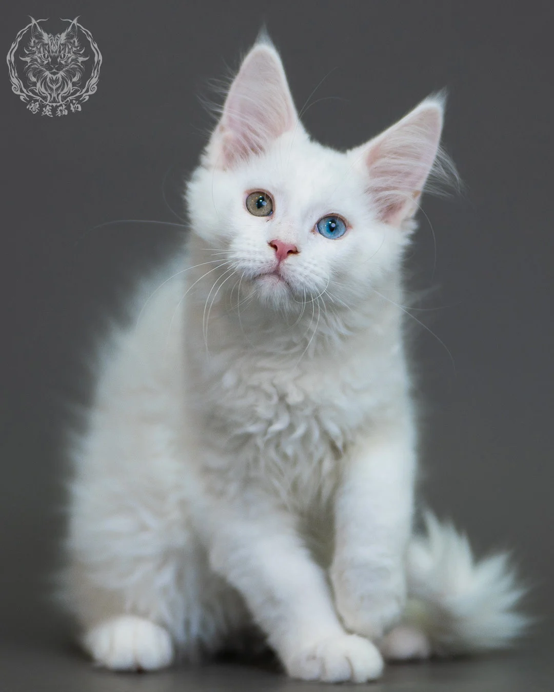 異瞳白色 Odd Eye White Maine Coon 3months 4