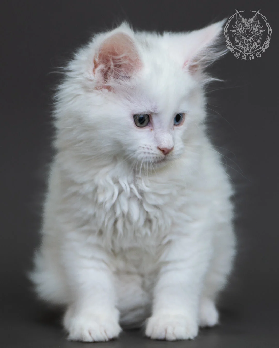 白色異瞳緬因貓 8