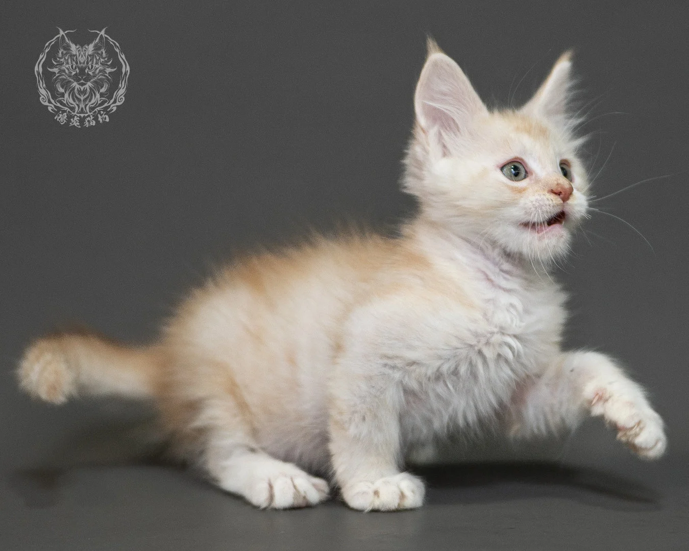 紅銀虎斑緬因貓 Red Silver Tabby Maine Coon 2months Closeup 22