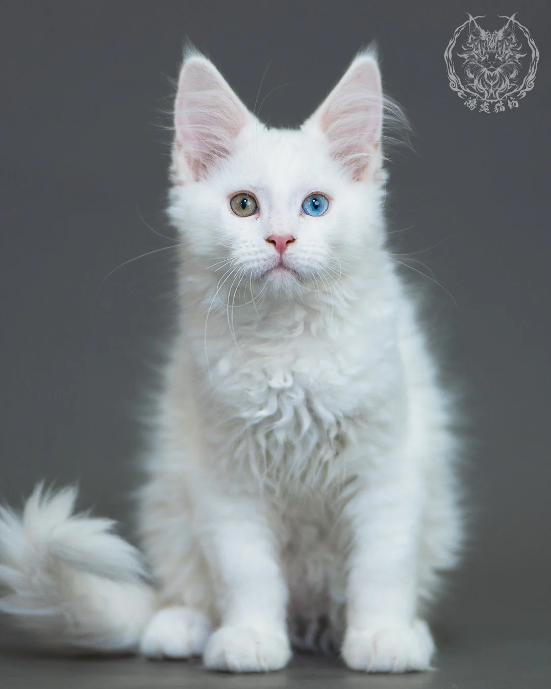異瞳白色 Odd Eye White Maine Coon 3months 5