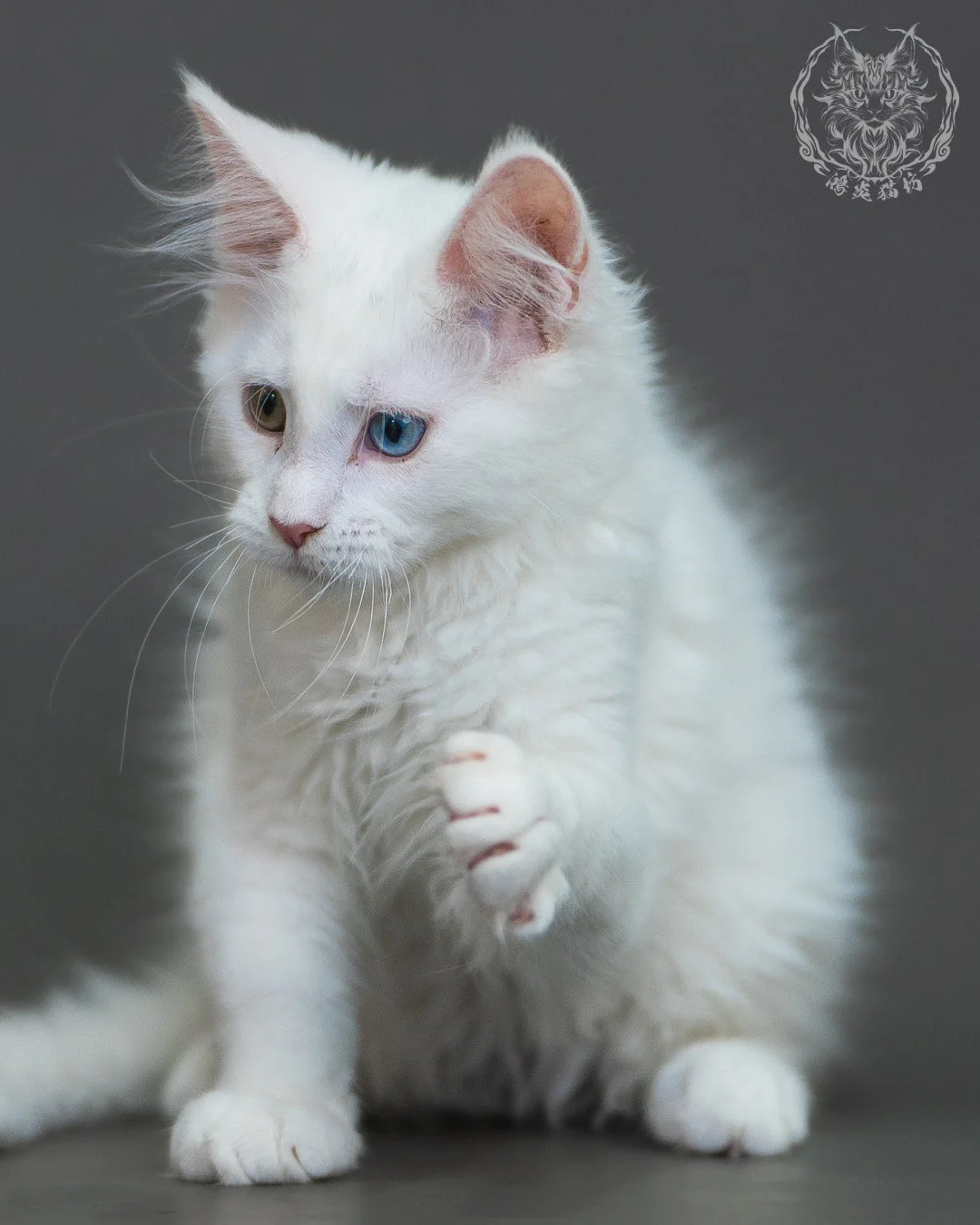 異瞳白色 Odd Eye White Maine Coon 3months 20