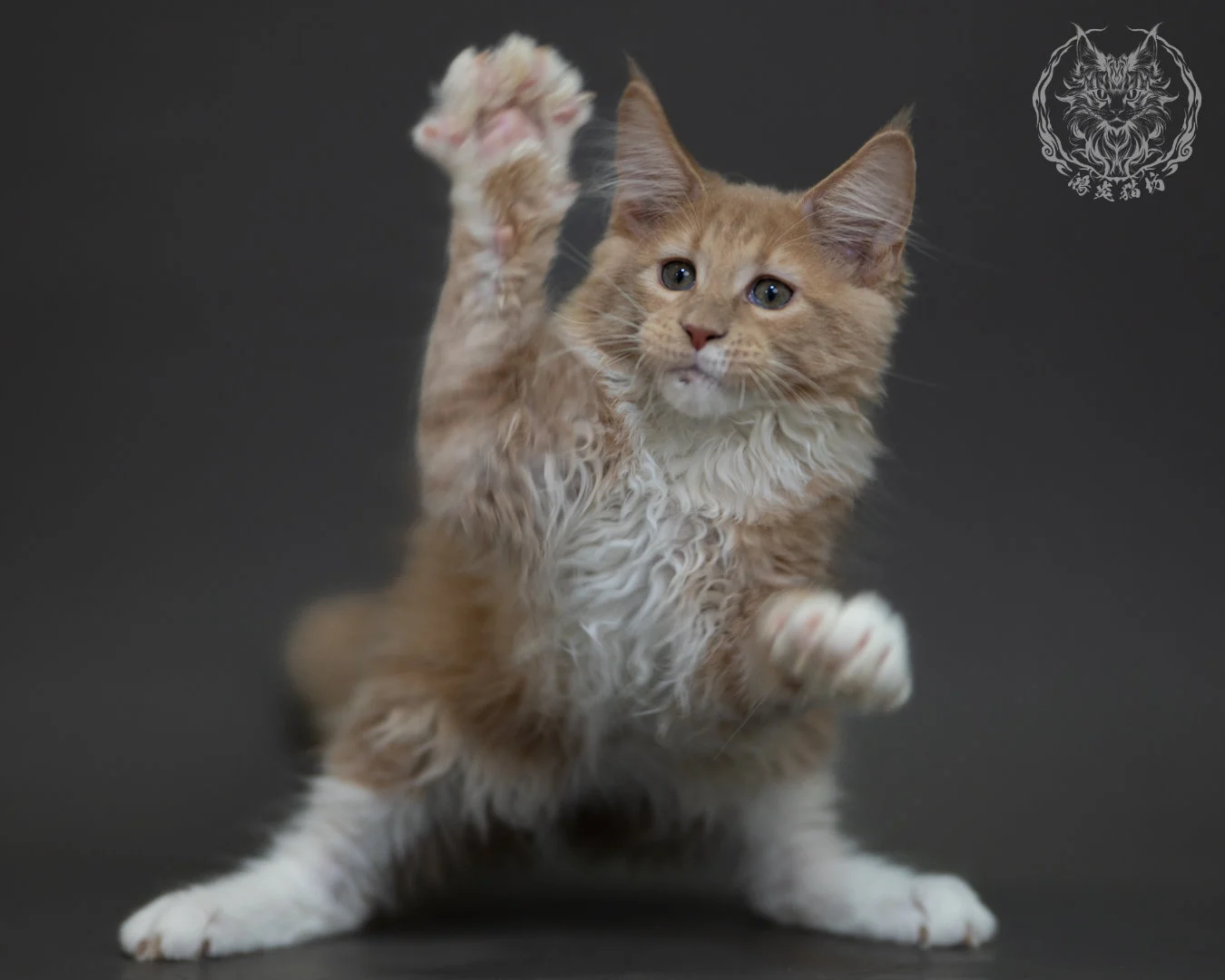 奶油虎斑 Cream Tabby Maine Coon 3months 11
