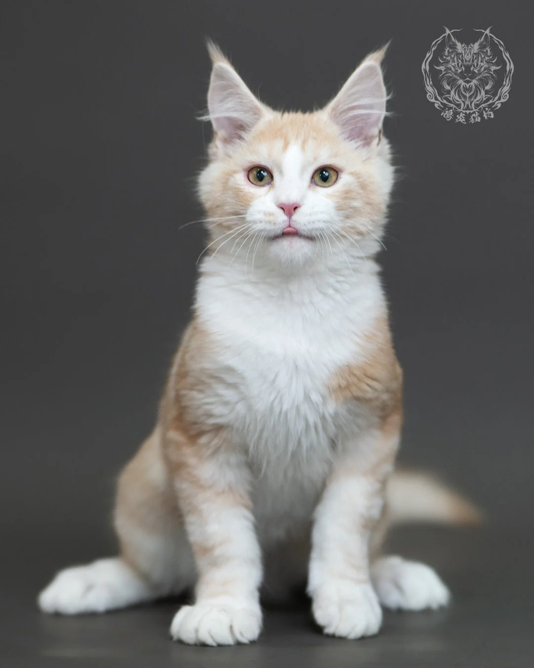 紅銀虎斑緬因貓 Red Silver Tabby Maine Coon 4halfmonths Cattery Taichung 16