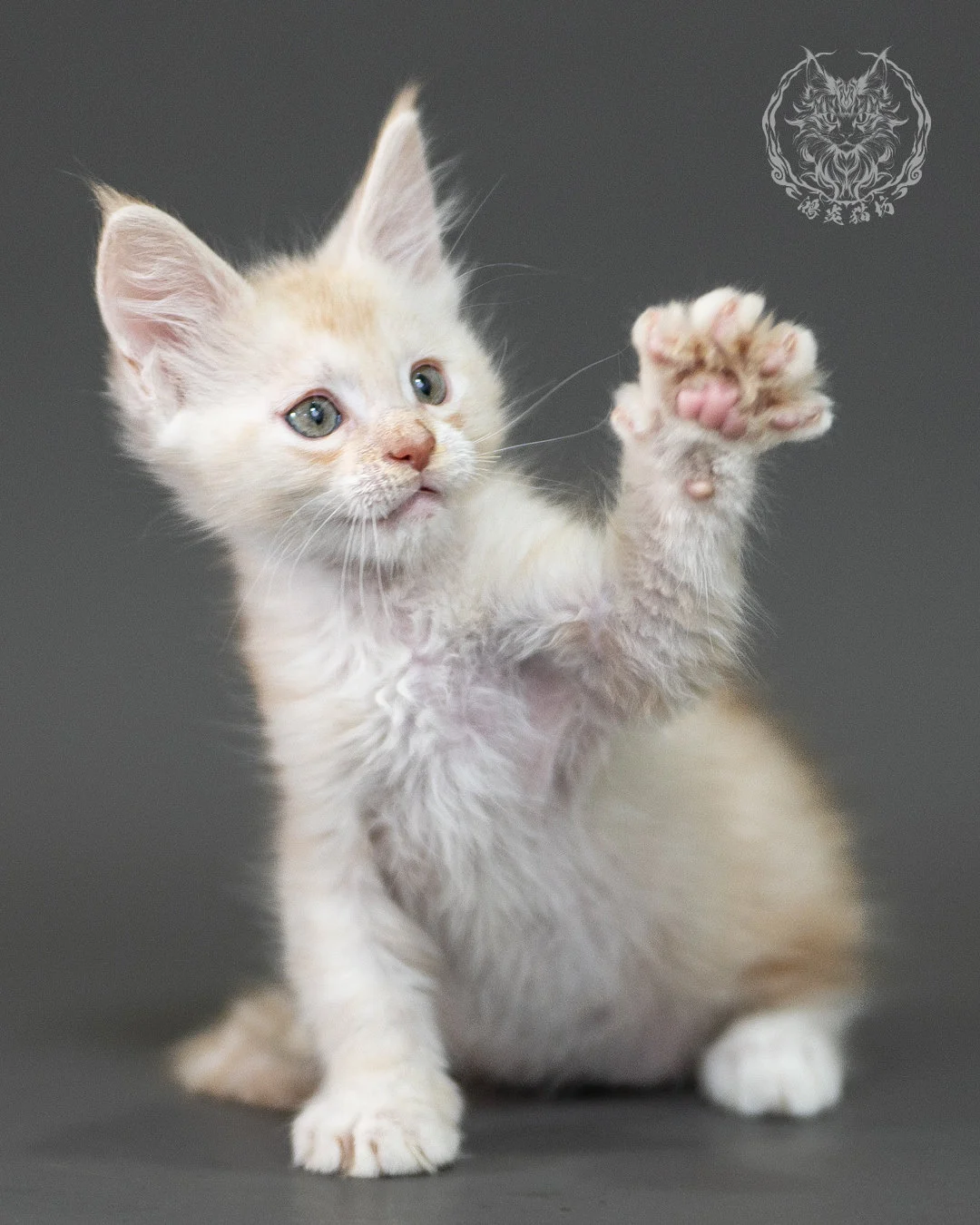 紅銀虎斑緬因貓 Red Silver Tabby Maine Coon 2months Closeup 5