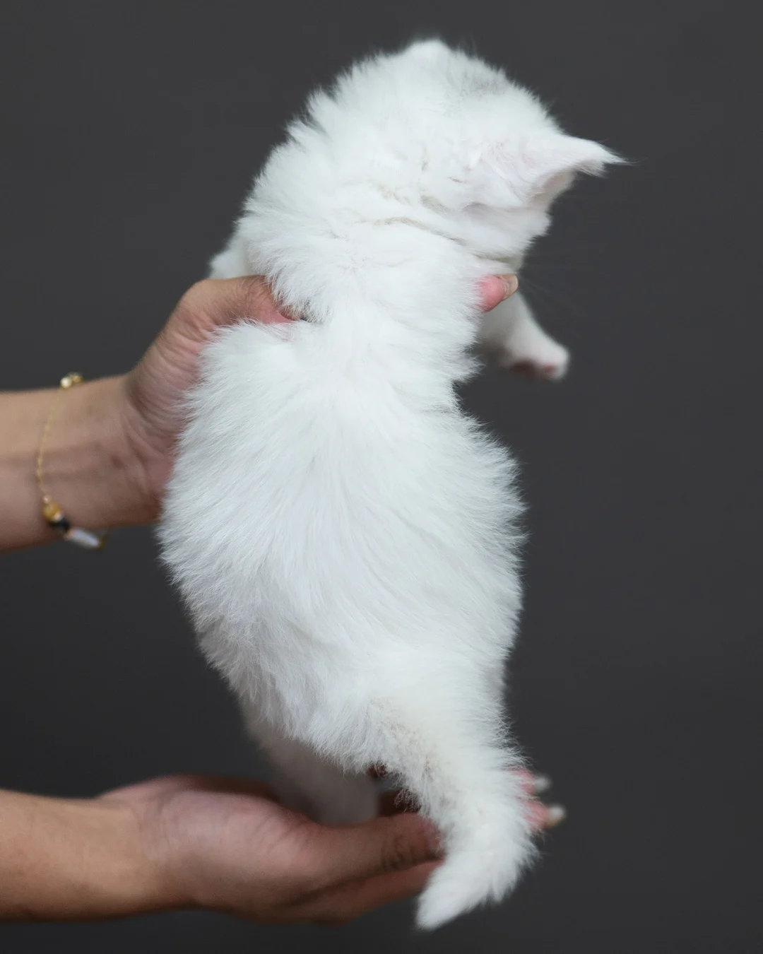 白色緬因貓 White Maine Coon 4weeks Cattery Taichung 12