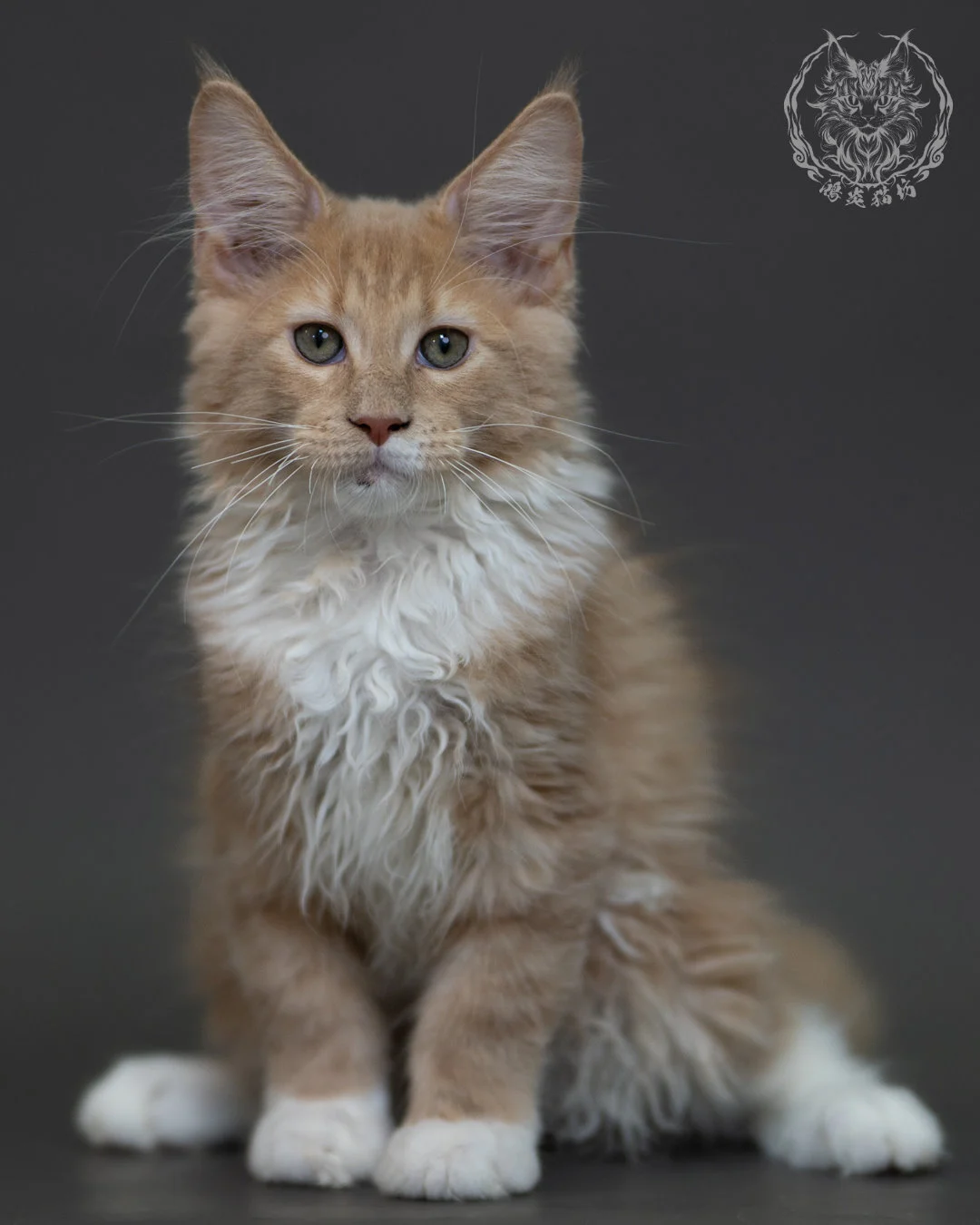 奶油虎斑 Cream Tabby Maine Coon 3months 7