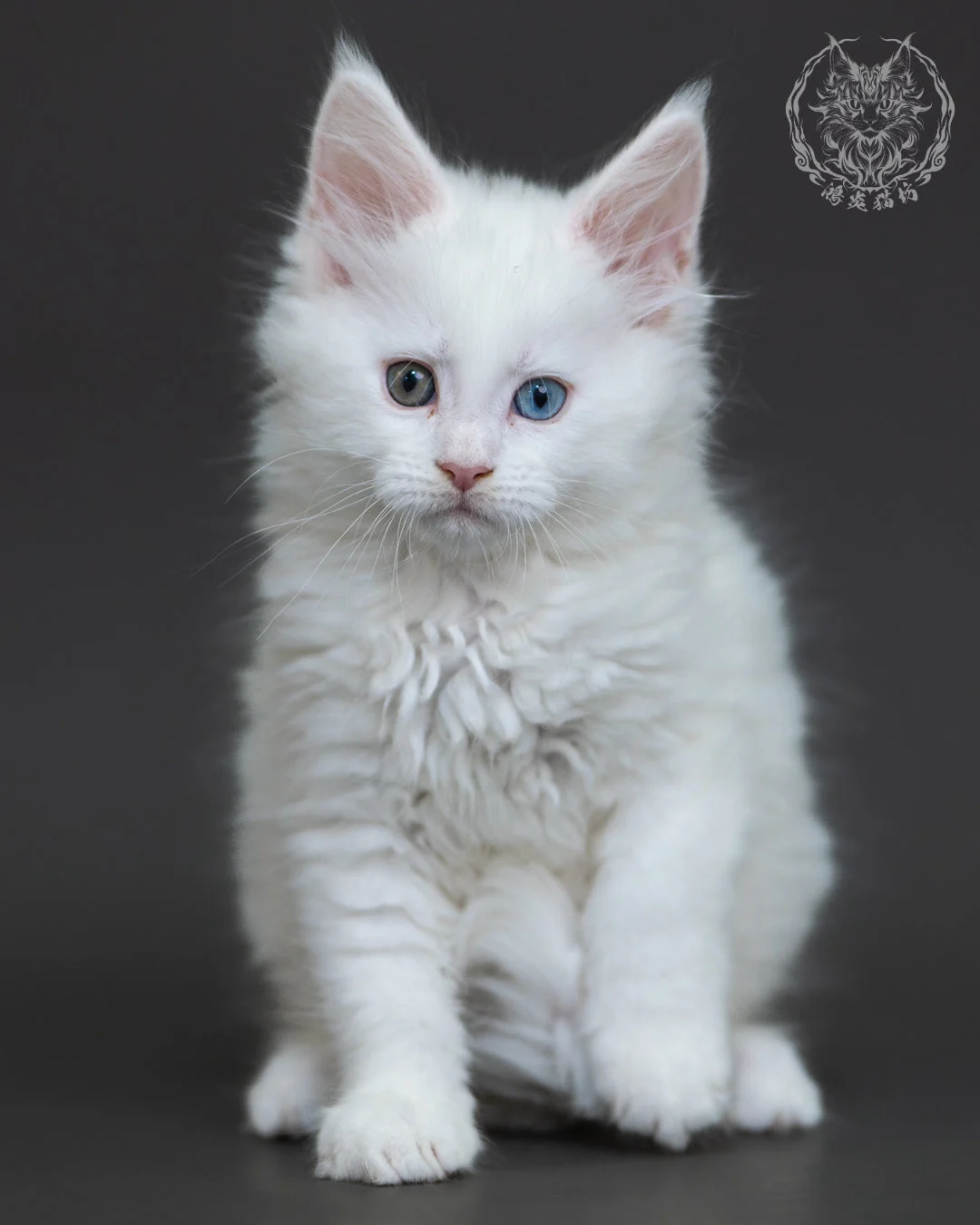 白色異瞳緬因貓 4