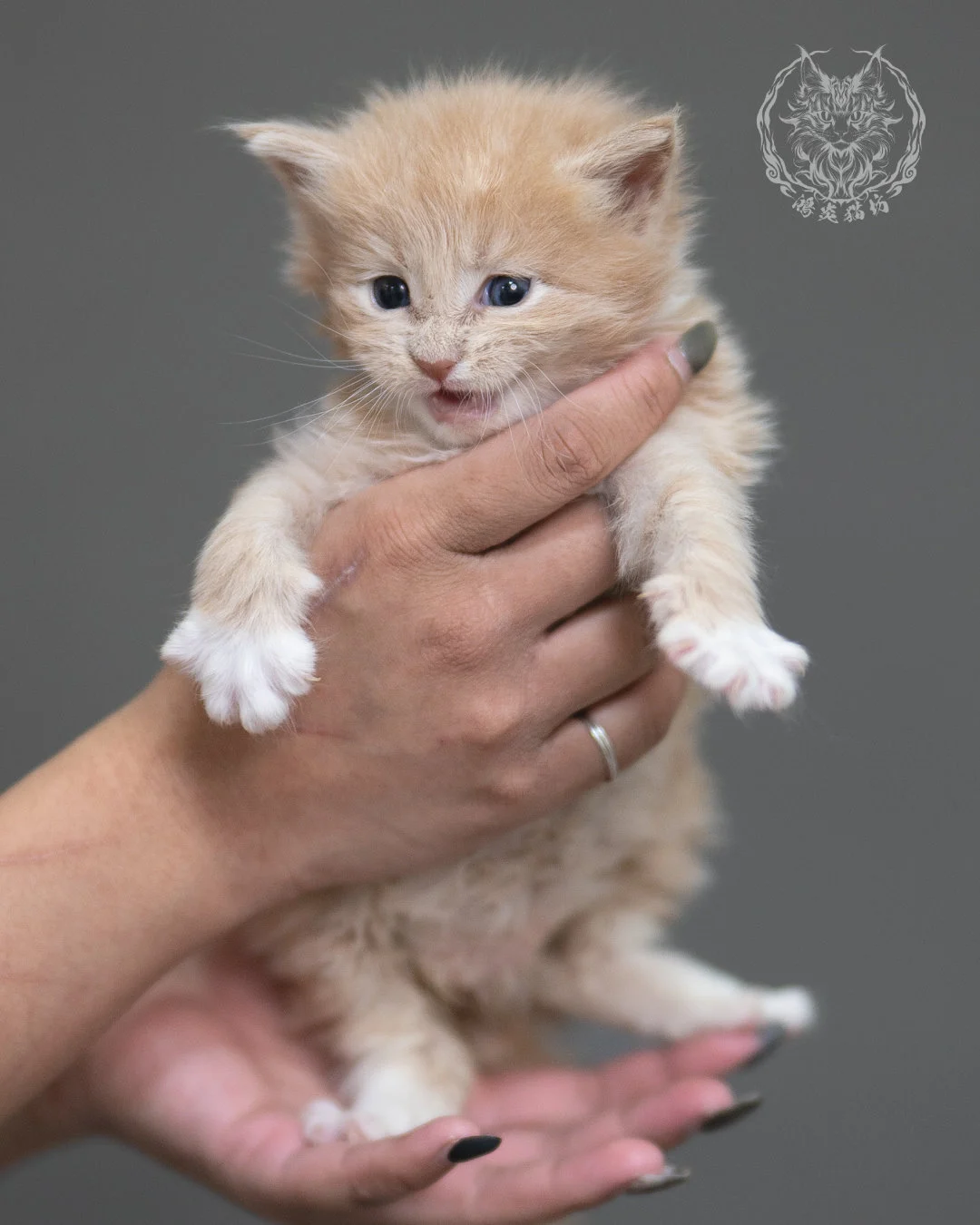 奶油虎斑緬因貓 Cream Tabby Maine Coon 4weeks Cattery Taichung 1