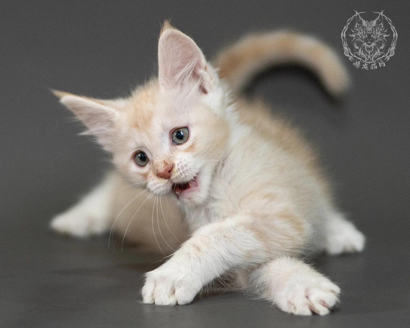 紅銀虎斑緬因貓 Red Silver Tabby Maine Coon 2months Closeup 25