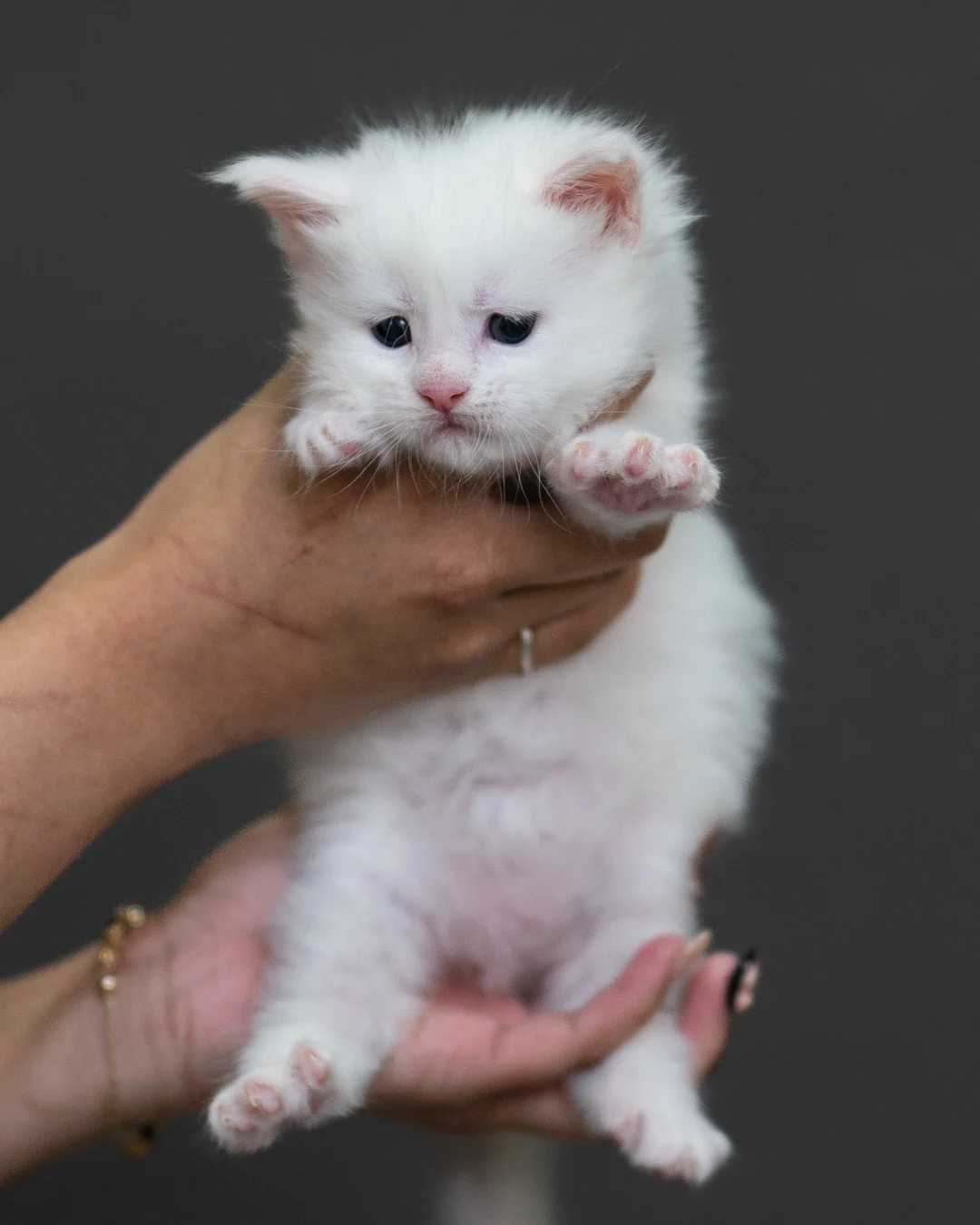 白色緬因貓 White Maine Coon 4weeks Cattery Taichung 5