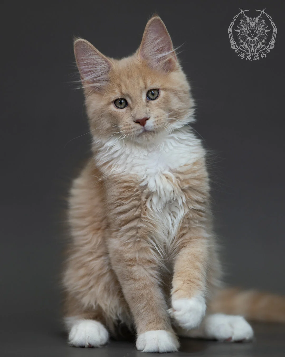 奶油虎斑 Cream Tabby Maine Coon 3months 11
