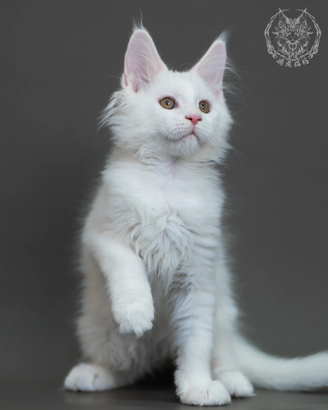 白色 White Maine Coon 3months 9