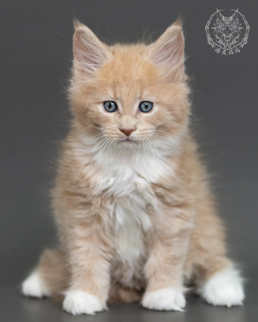 奶油虎斑緬因貓 Cream Tabby Maine Coon 2months Cattery Taichung 2
