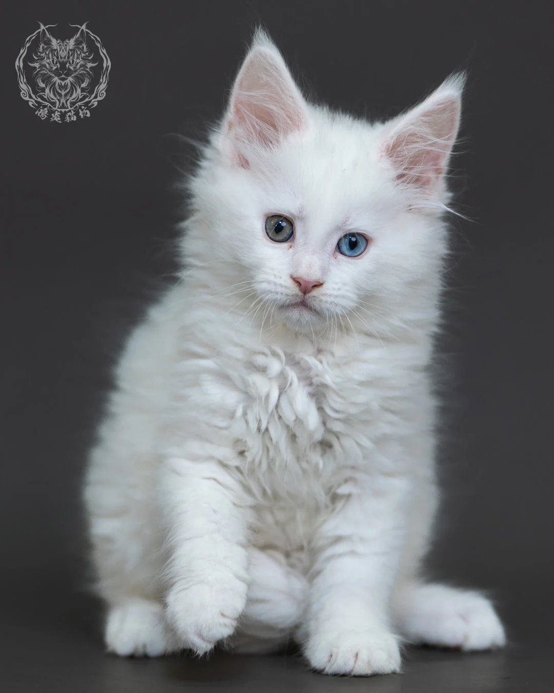 白色異瞳緬因貓 3